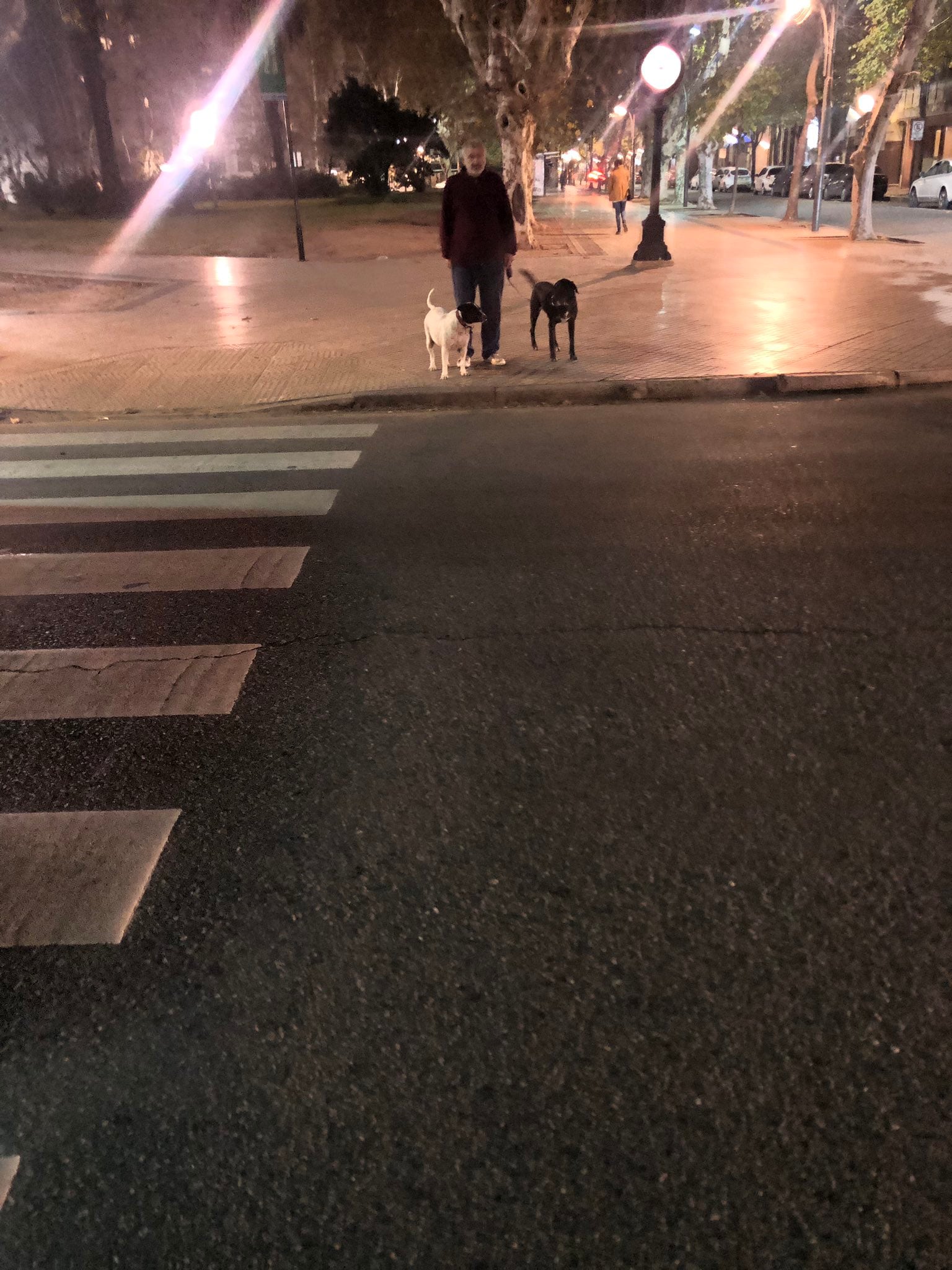 Vaca tenía una familia