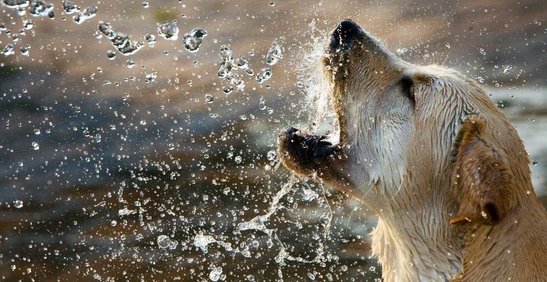 Una forma de prevenir los golpes de calor es que la mascota tenga agua fresca en su alcance.