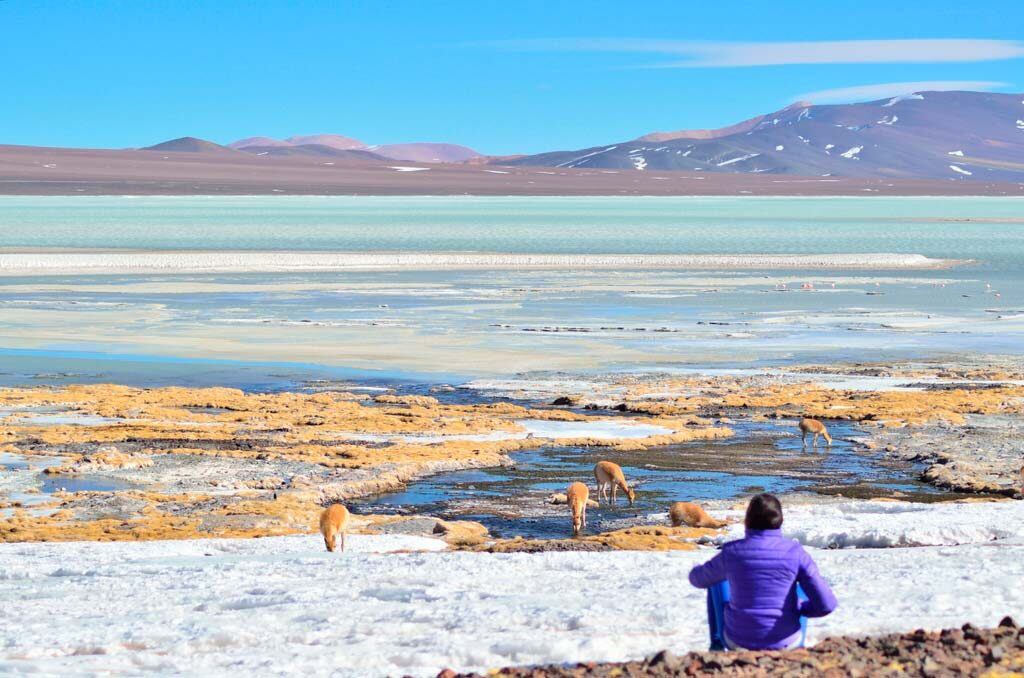 La Reserva Provincial de Laguna Brava, una belleza natural ubicada en La Rioja.