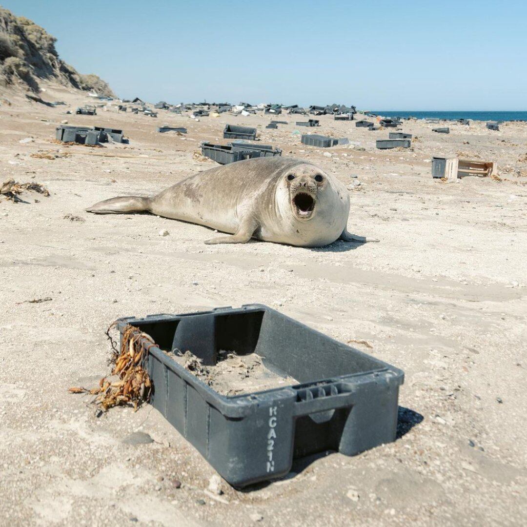 Los animales de Península Valdés confunden el plástico con comida.