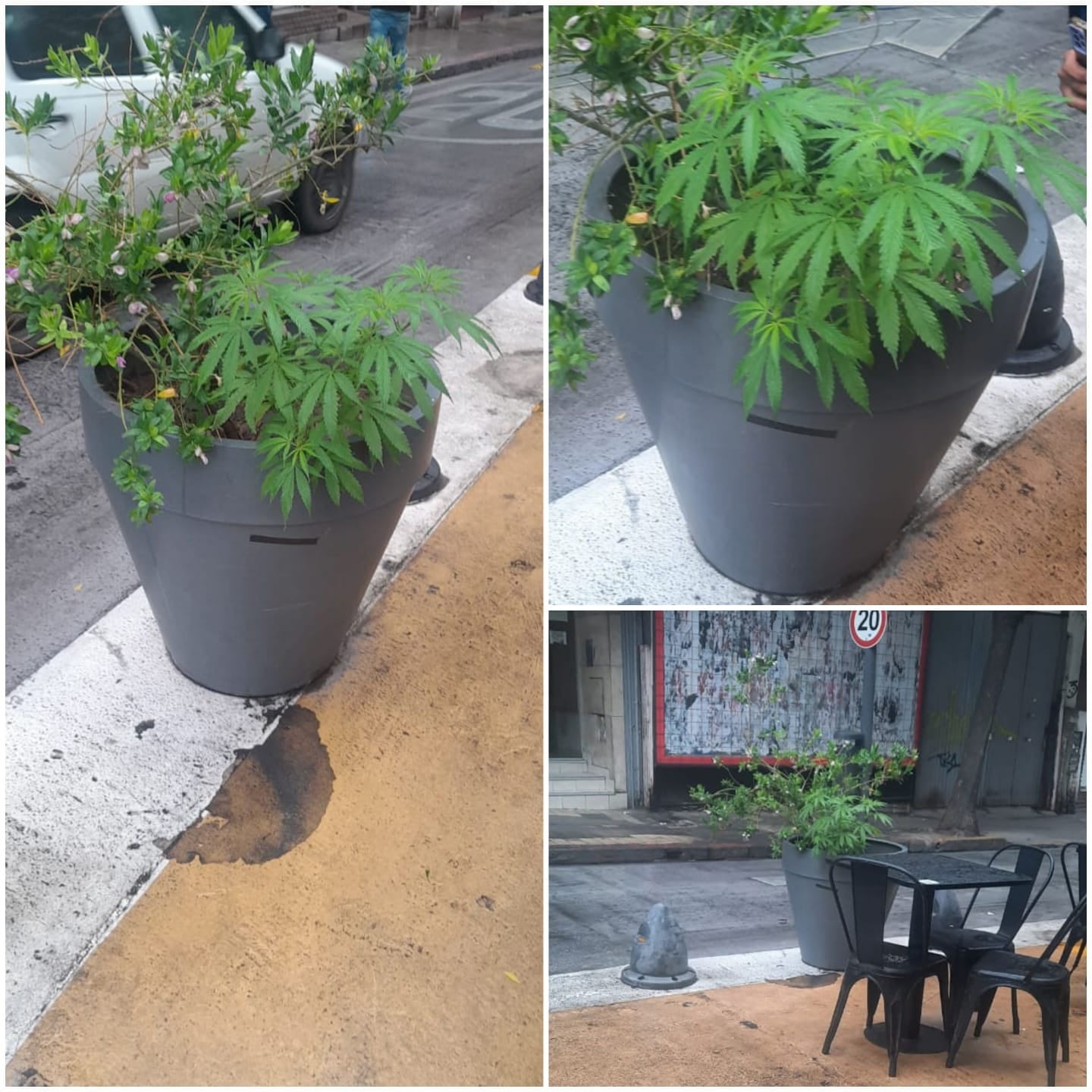 Denunciaron un "yuyo" y se toparon con una planta de marihuana.