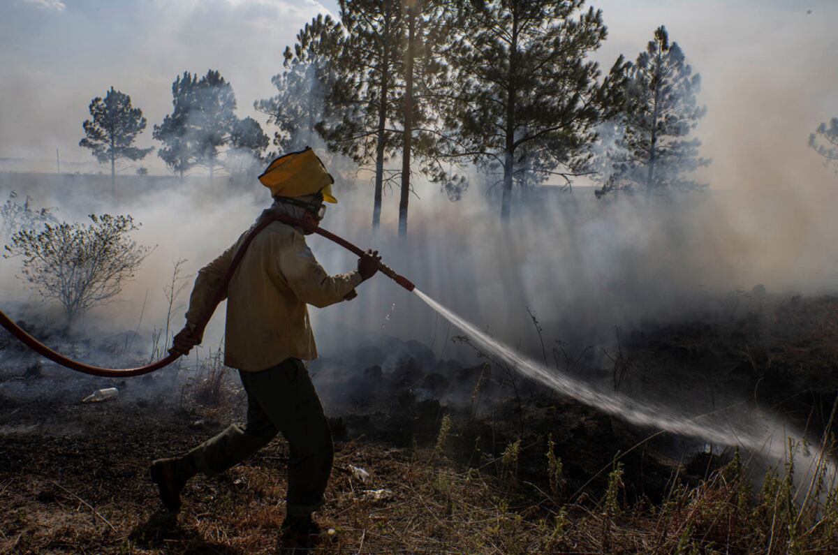 Conmoción en Corrientes: apareció un ciervo con quemaduras después de un incendio
