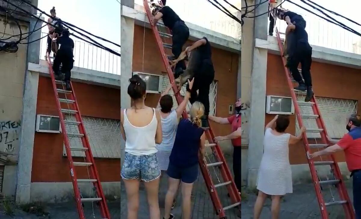 Rescataron a un perro que pasó cinco días abandonado en la terraza de su casa