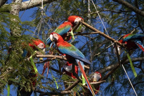 Las especies en el Parque de la Biodiversidad (fotos de Fundación Rewilding Argentina)