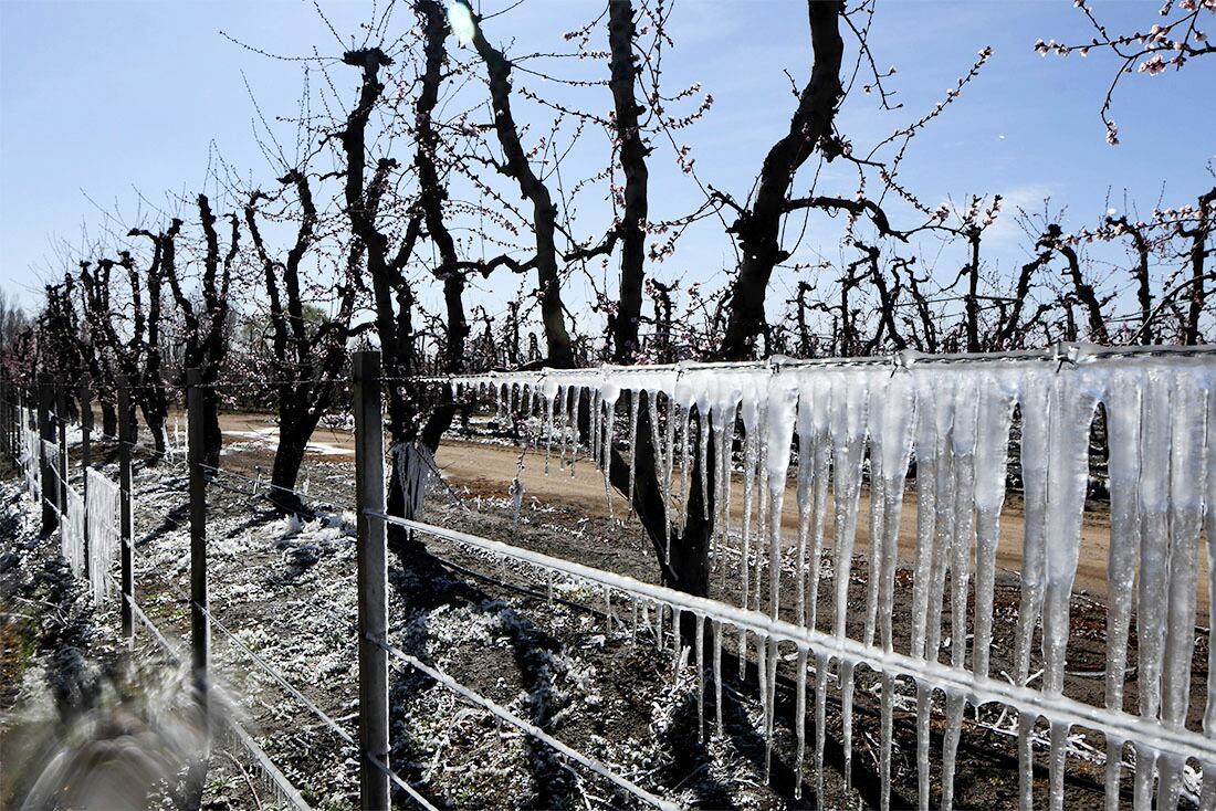 Heladas en Valle de Uco 
A raíz de la ola de frio polar y las bajas temperaturas comenzaron las acciones en fincas de frutales en especial duraznos en el Valle de Uco para evitar los daños de las heladas tardías.