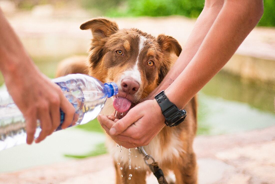 Hay que controlar que la mascota tenga suficiente agua durante el día y la noche. Foto: Pixabay / Aguas Cordobesas