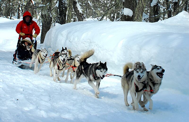 Chapelco y sus paseos con perros