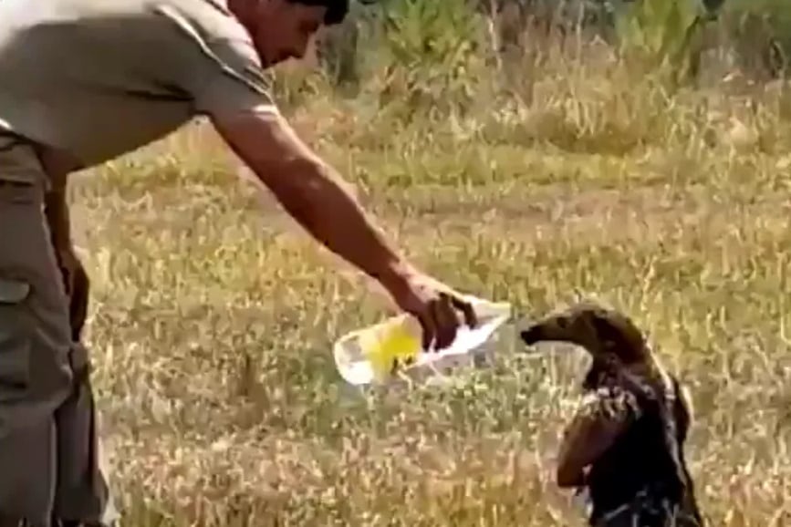 Un rescatista le da agua a un oso meledero frente a los incendios en Corrientes.