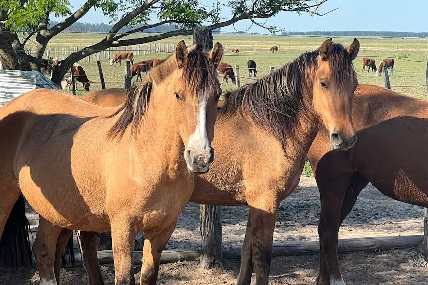 Encefalitis Equina del Oeste (EEO). Gentileza: La Nación.