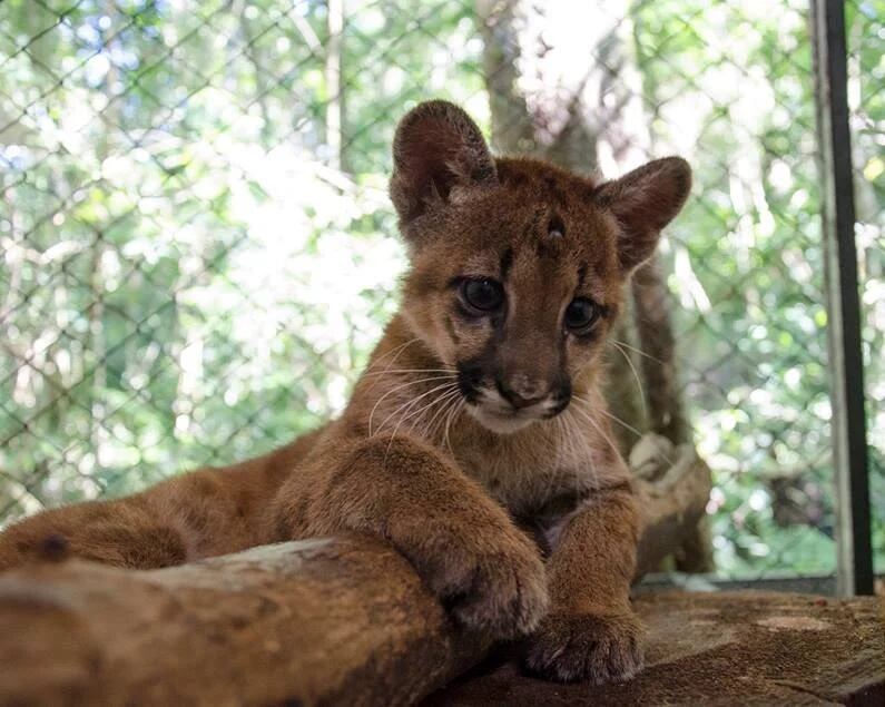 Lograron recapturar a la puma que había escapado de Güirá Oga en Puerto Iguazú.