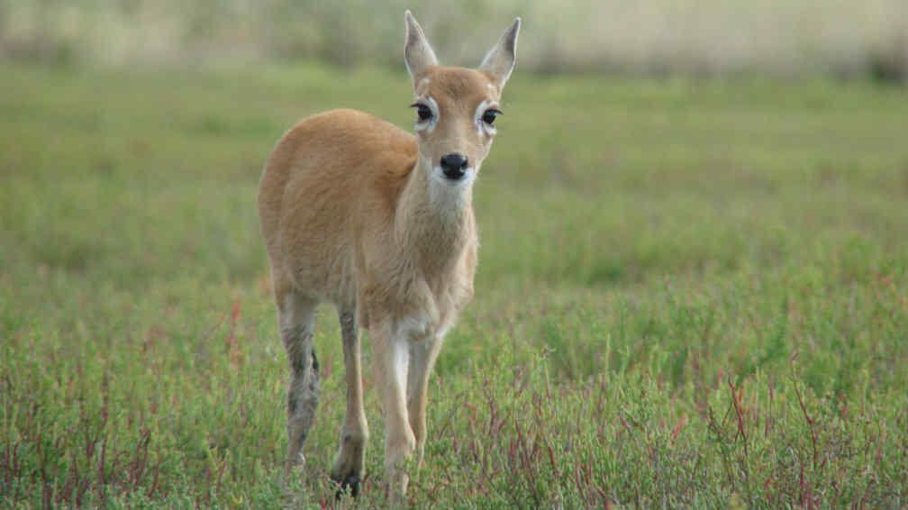 El venado de las pampas fue declarado monumento natural de San Luis y está en peligro de extinción.