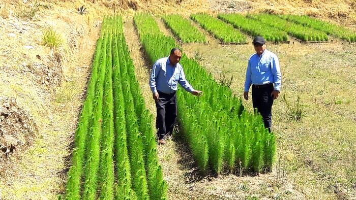 Forestación para suplir demanda interna en aserraderos