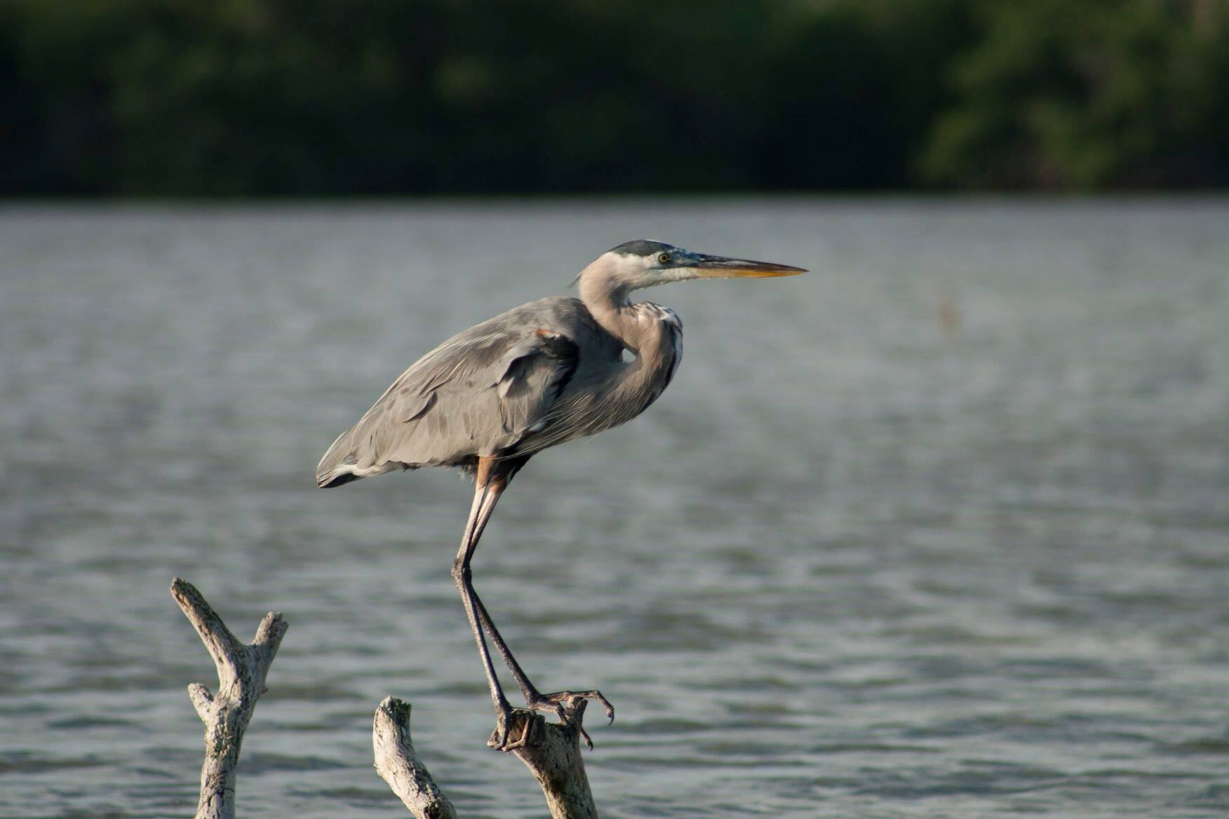 Estas áreas contienen una enorme biodiversidad