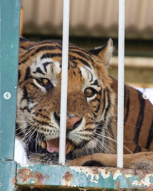 Los "Tigres del tren" de San Luis serán trasladados a un santuario en Sudáfrica.