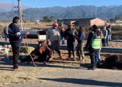 Volcó un tráiler con caballos en la Circunvalación Oeste.