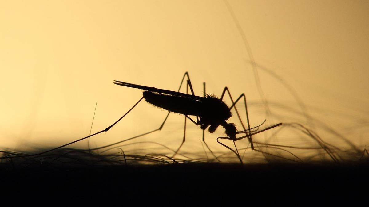 Mezclando tres ingredientes se pueden evitar las molestias de los mosquitos a la noche.