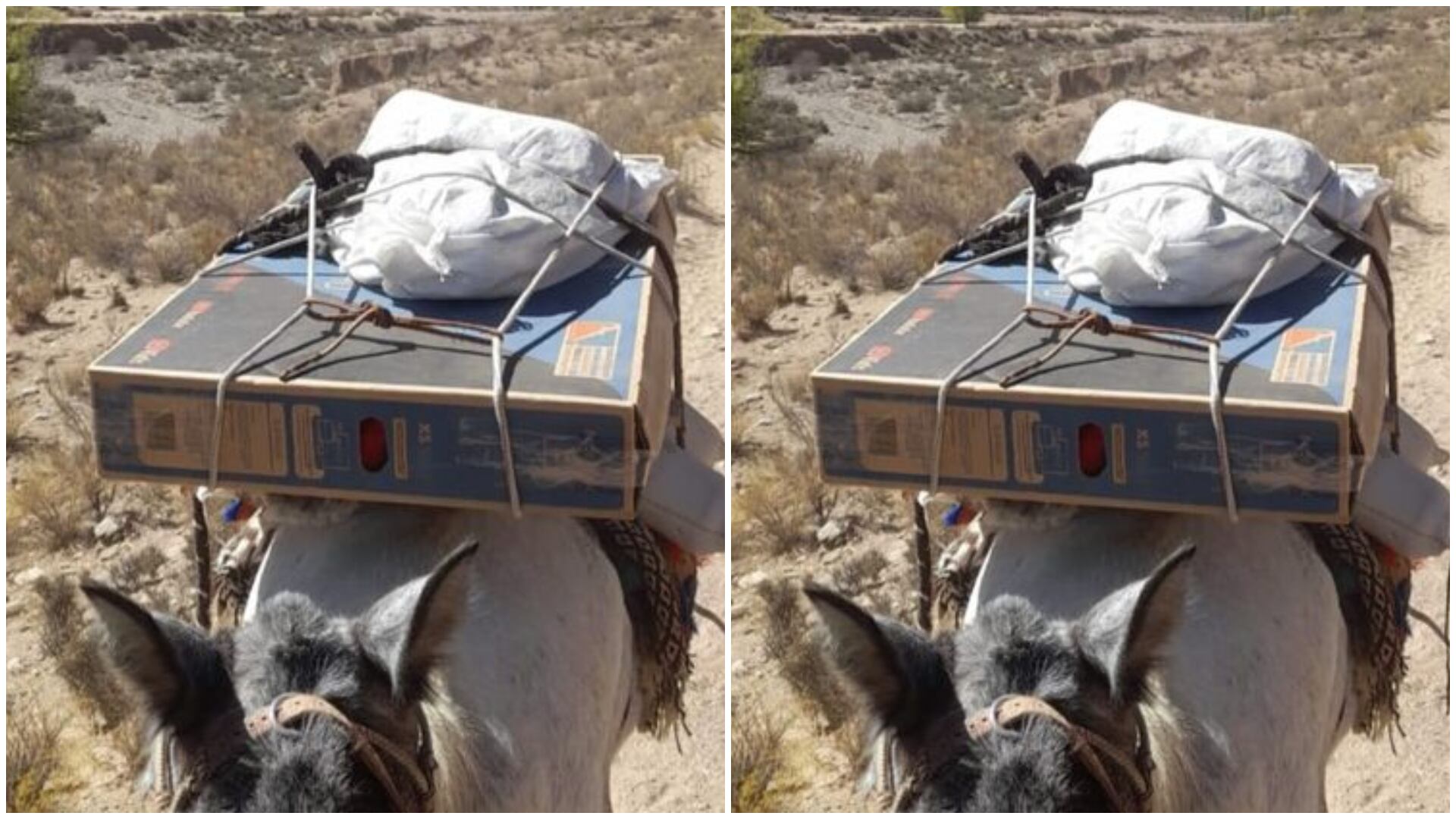 Familias de los cerros de Salta recibieron como regalo una pantalla plasma arriba de un burro.