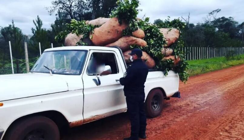 Frustran robo de hoja verde en Campo Viera.