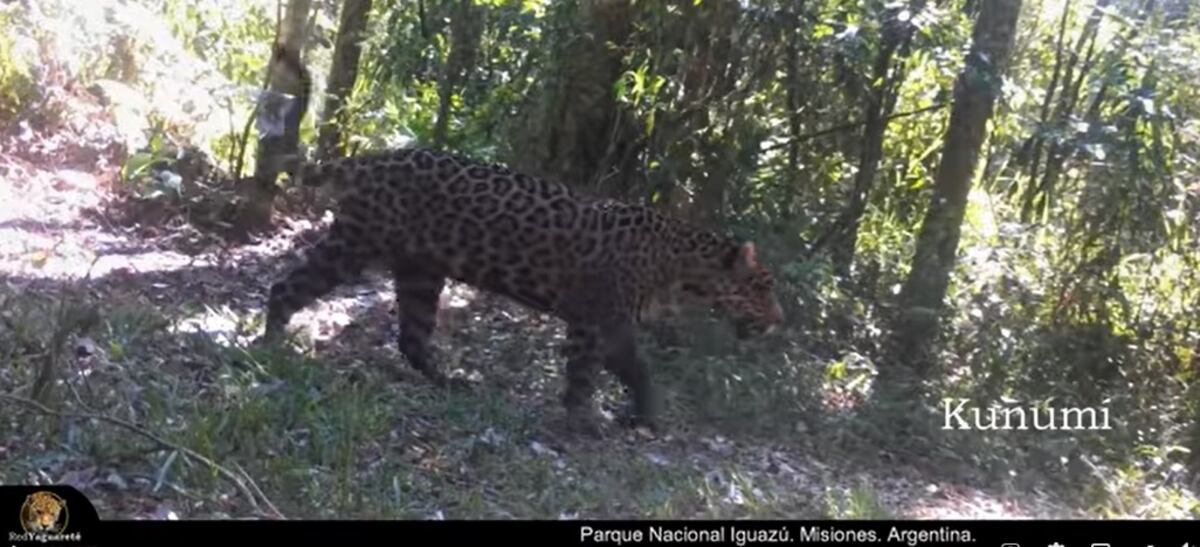Asombroso espectáculo en el Parque Nacional Iguazú: ocho yaguaretés captados en cámara trampa