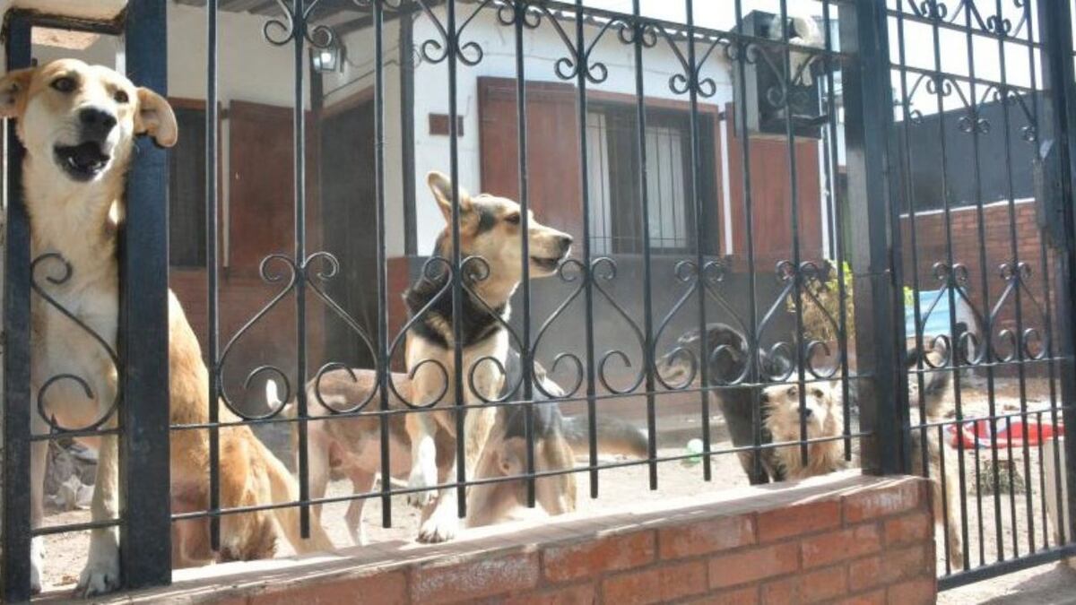 Macabra escena en Santa Rosa: una mujer estaba desaparecida y la encontraron después de ser devorada por sus perros