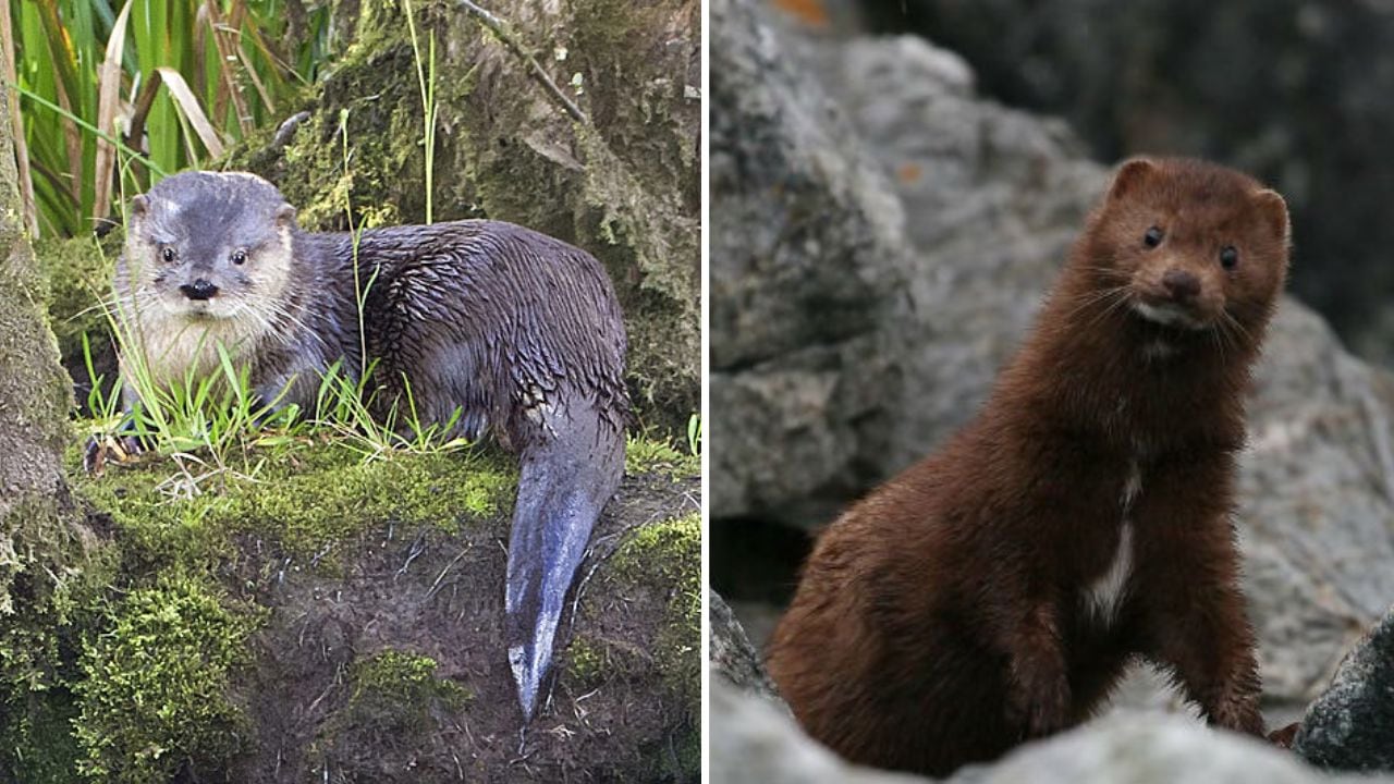 Diferencias entre el huillín y visión.