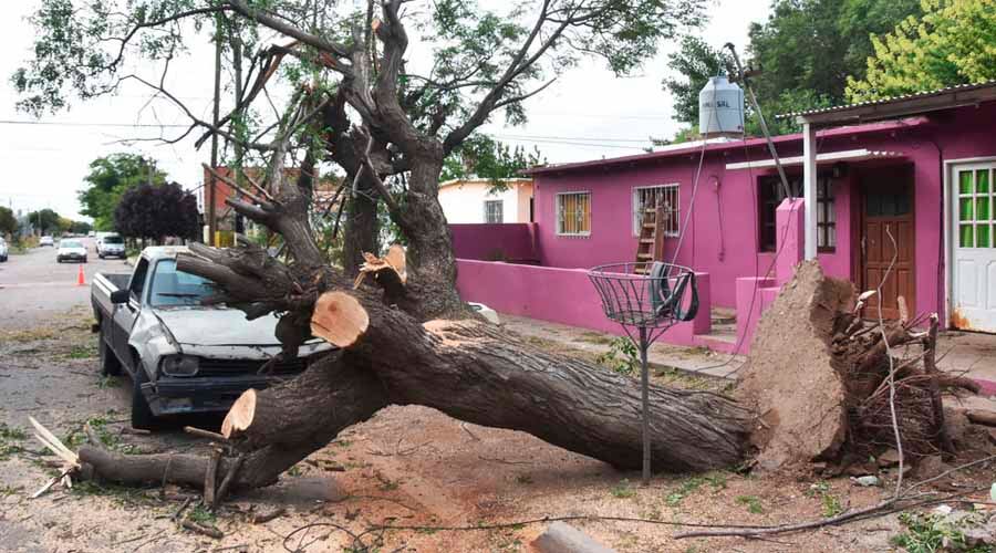 El viento destrozó innumerable cantidad de árboles 