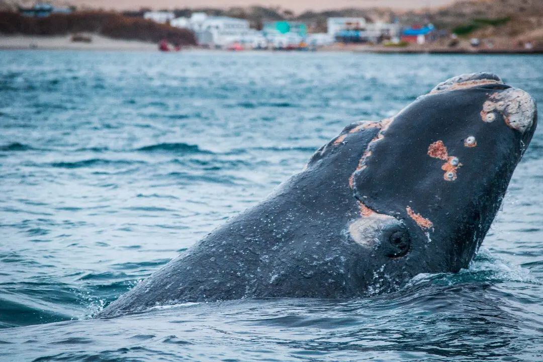 Avistaje de ballenas a metros del barco