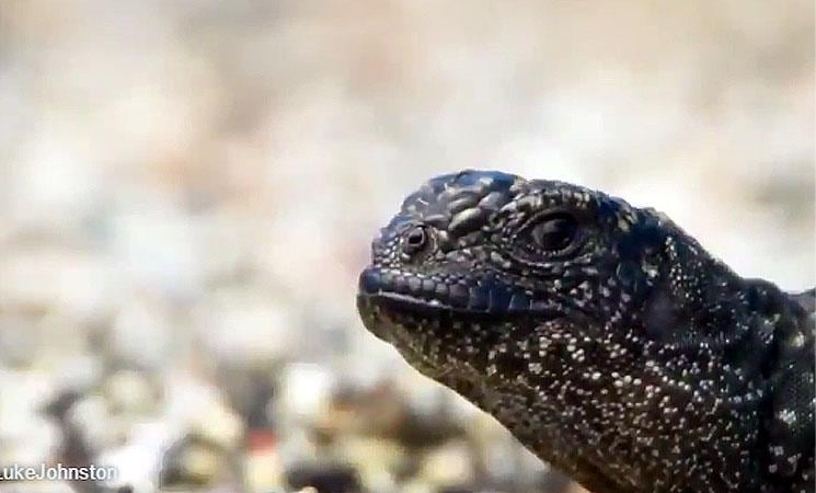 Una iguana apareció y terminó con la siesta del cordobés. 