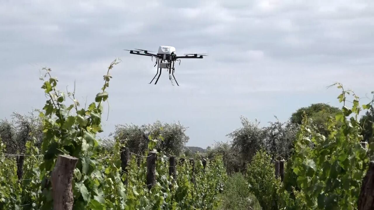 El Iscamen utiliza drones de alta precisión para hacer aplicaciones específicas para combatir la lobesia botrana