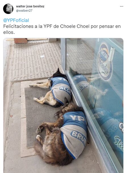 El gesto de una YPF con unos perros de la zona para que no pasen frío.