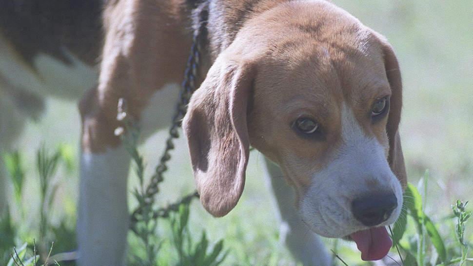 Cuando empieza la pubertad del perro, también comienzan las motivaciones potencialmente competitivas. (Archivo).