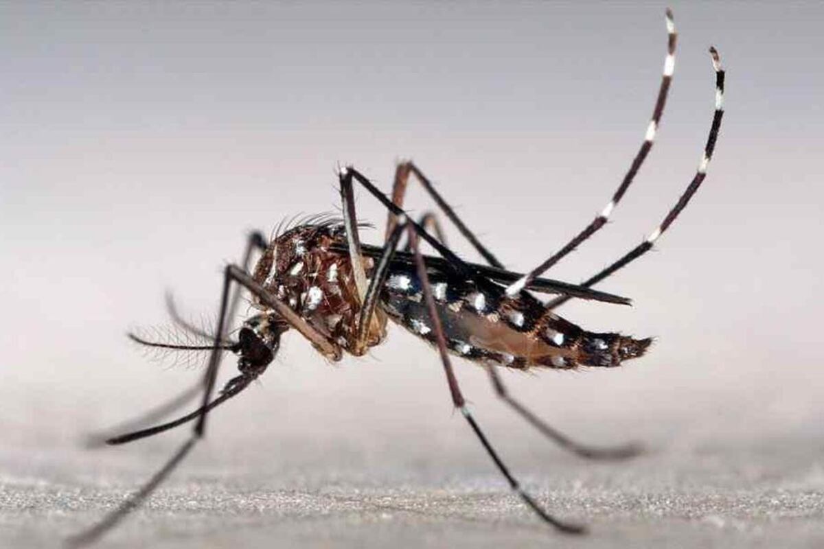 Campaña para combair el Dengue, Zika y Chikungunya
