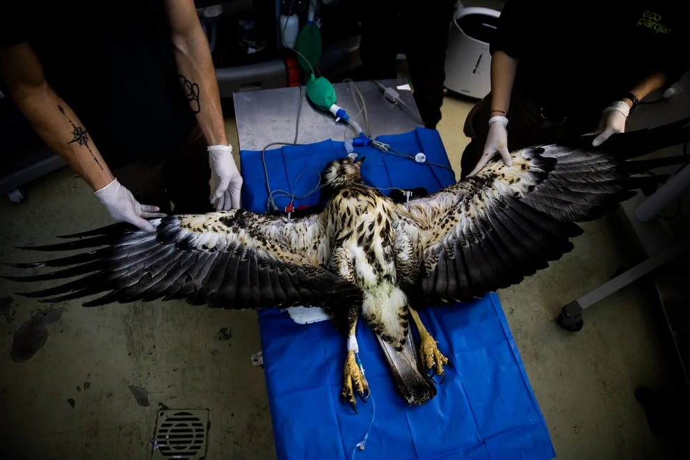 La majestuosa águila coronada liberada en Mendoza se llama Rainbow Warrior. Su especie está en peligro de extinción.