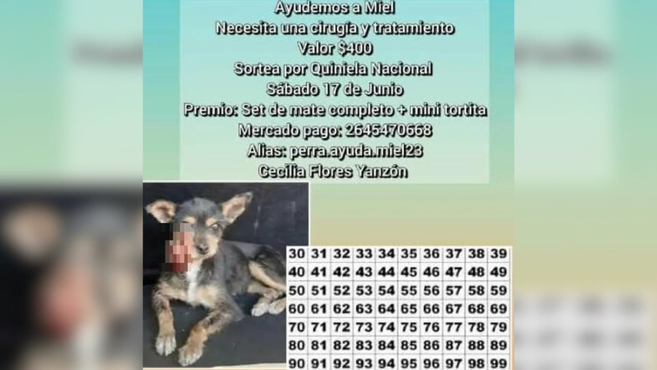 Sanjuaninos realizan una campaña para operar a una perrita