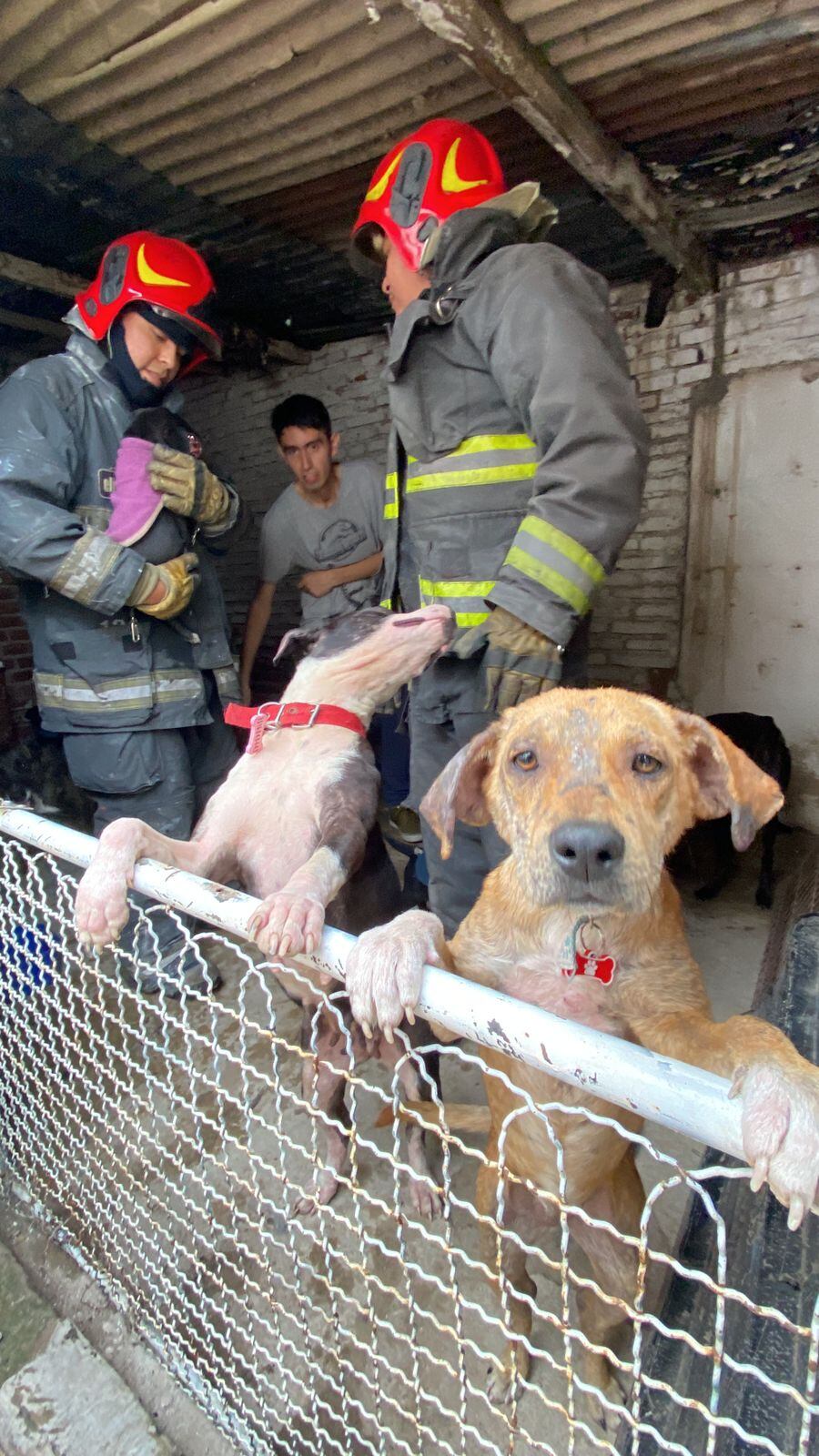 Incendio en un refugio de animales en Córdoba. (Gentileza)