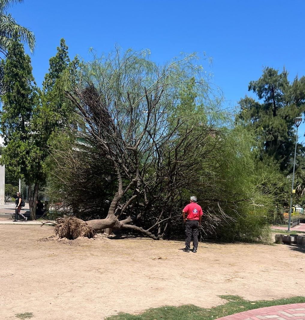 Ciudad de Córdoba: un árbol cayó sobre un hombre de 40 años en Plaza Alberdi. (Policía de Córdoba)