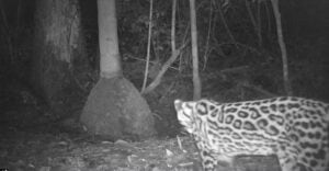 Cámara trampa registro imágenes de animales en el Parque Provincial Puerto Península