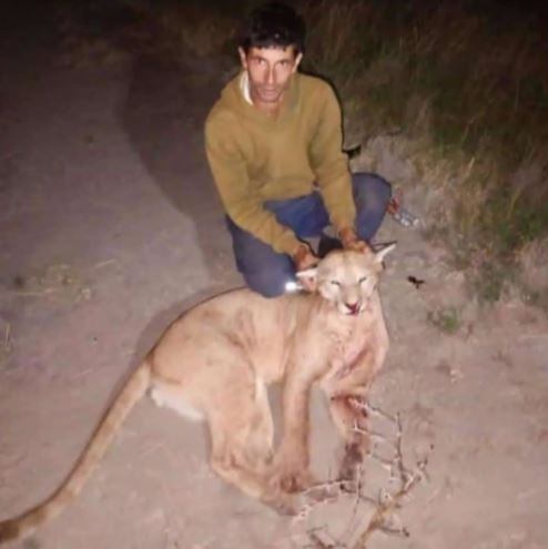 Indignante: un cazador entrerriano mató salvajemente un puma y lo expuso en redes sociales