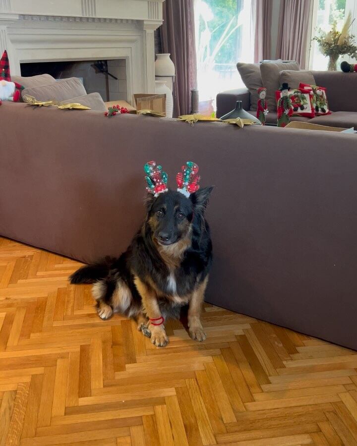 Fulop también le puso accesorios a sus mascotas.