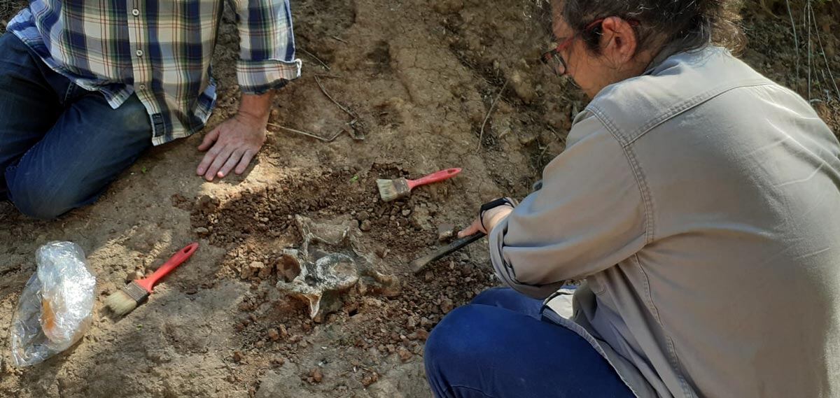 Hallazgo paleontológico en La Ramada de Abajo