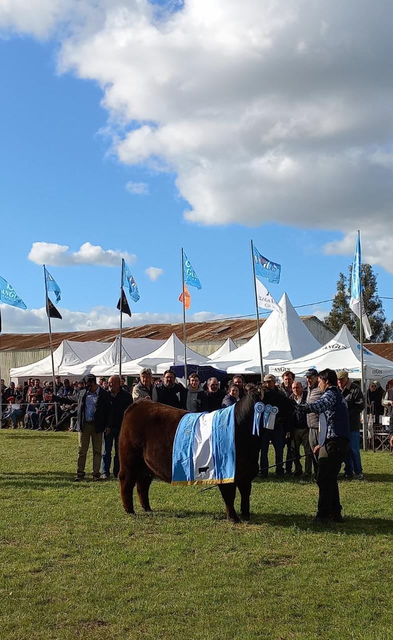 Así fue la Exposición de Angus en Tandil.