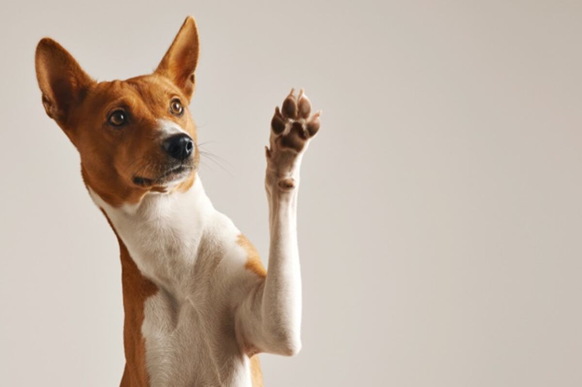 Un perro grabó su propio video para Tik Tok y ya es todo un influencer