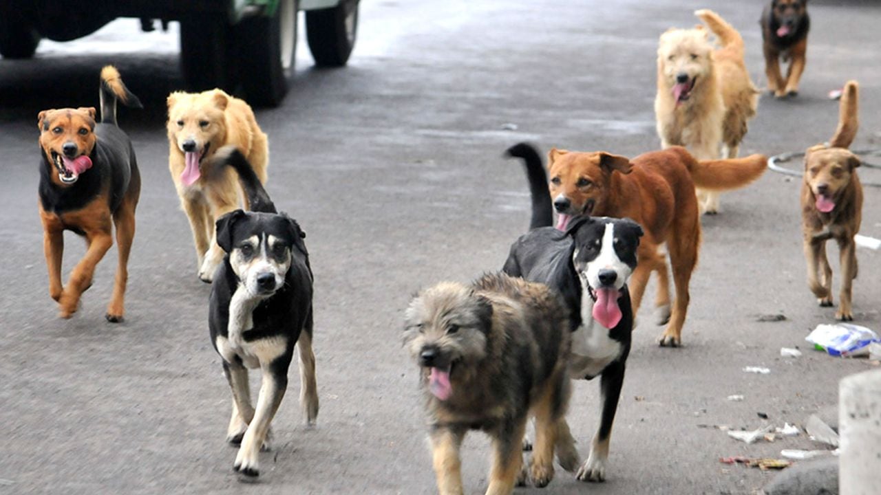 5 millones de animales en Argentina se encuentran en la calle.