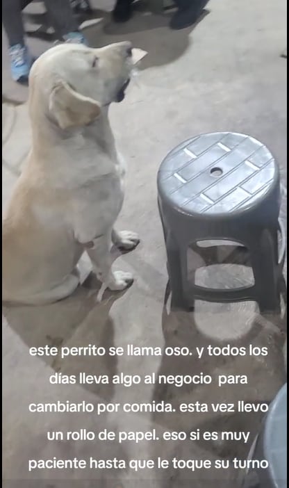 el perrito que se volvió viral por intercambiar objetos por comida