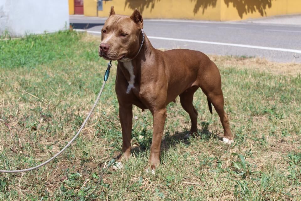 Varios pitbulls atacaron a dos mujeres en Santa Rosa, La Pampa.