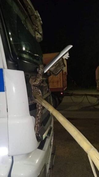 Una serpiente se metió en la parte delantera de un camión