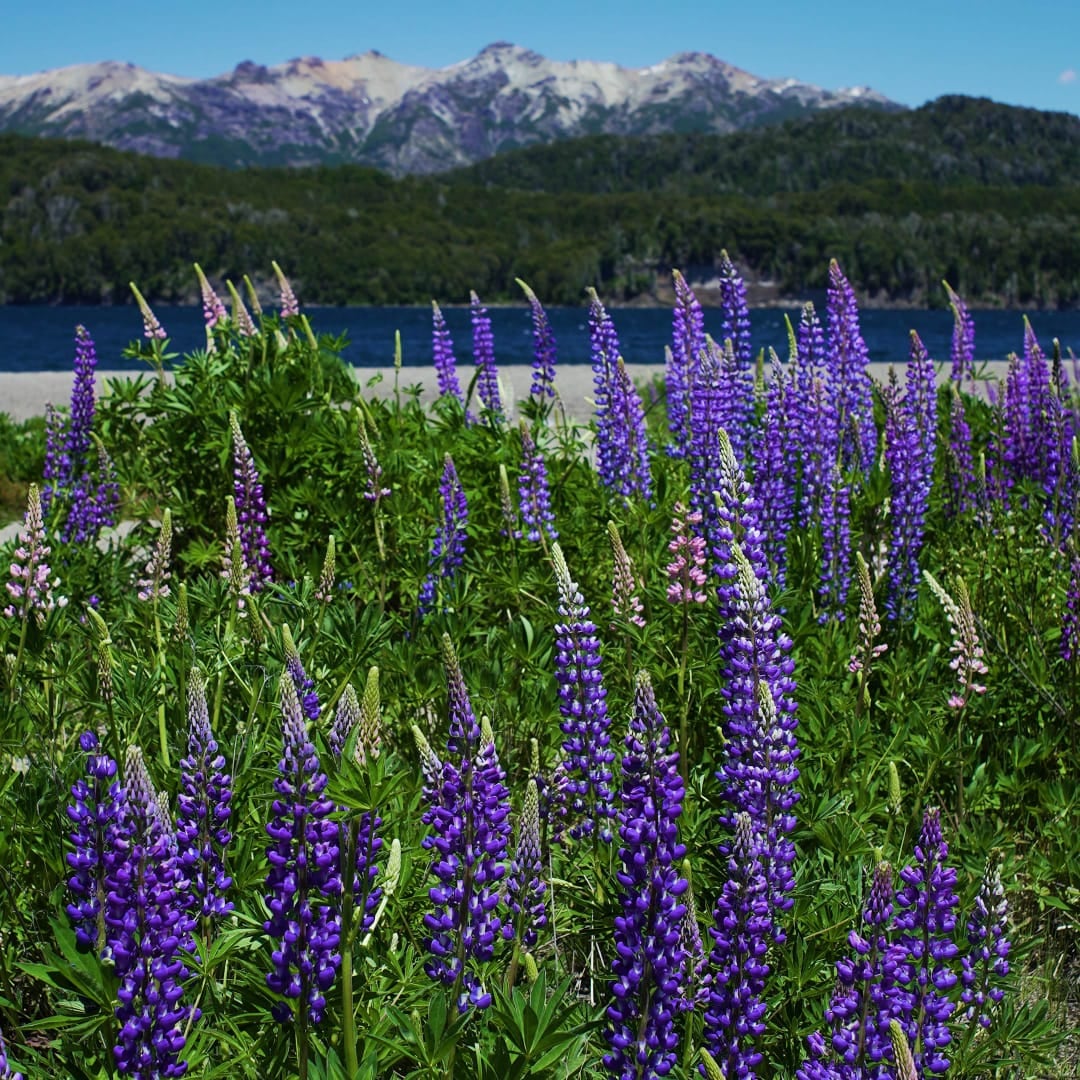 Esta es la famosa planta Lupinus, las cuales decoran Villa La Angostura durante la primavera.