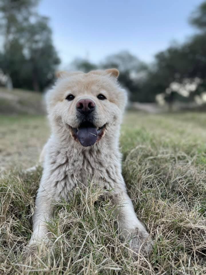 Una catamarqueña perdió a su mascota en Tucumán y ofrece un Iphone 8 para recuperarla-