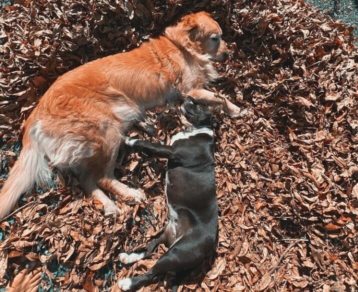 Disfrutando del otoño junto a Panza, el otro perro de Cachete Sierra.