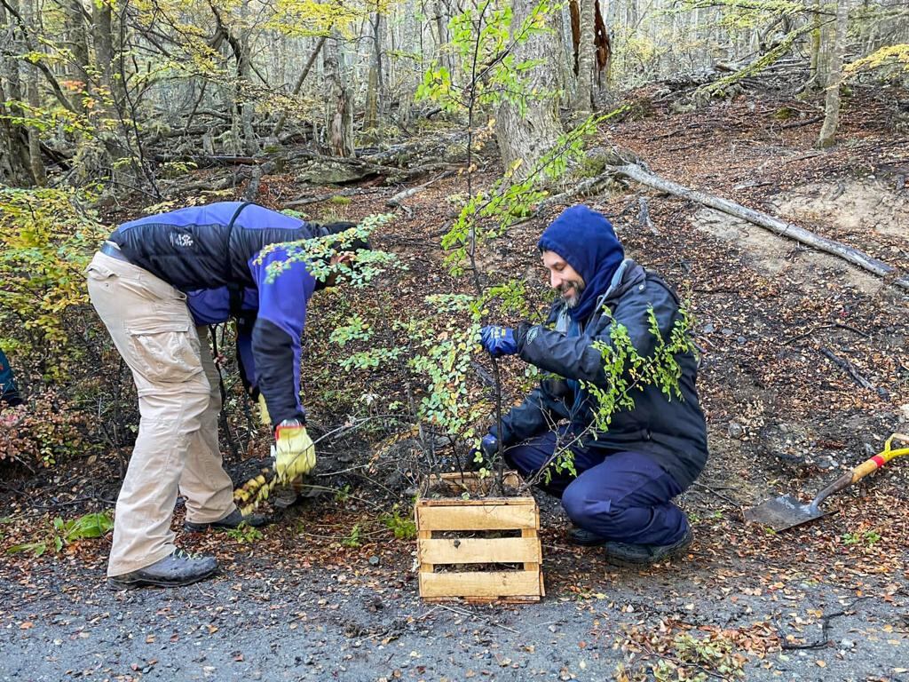 Registran un 72% de supervivencia de renovales de lenga en un plan de reforestación